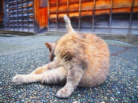 Cat looks like a ball of yarn, JPG