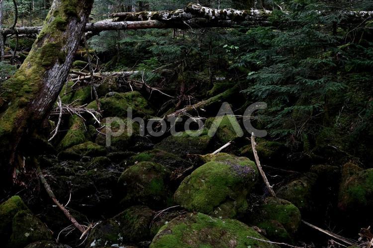 もののけの森 もののけの森,苔,自然の写真素材