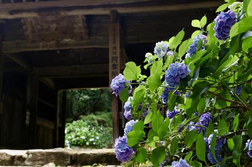 Photo, hydrangea, rainy season, june, 