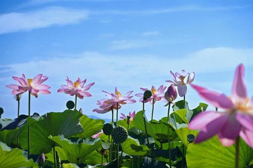 夏の光が差し込む蓮畑 夏の光が差し込む蓮畑 ハス,蓮の花,ピンクの写真素材