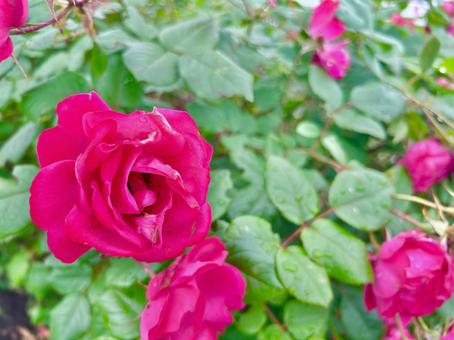 薔薇 薔薇の写真