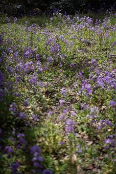 紫色の花咲く風景 花,紫色の花,ムラサキハナナの写真素材