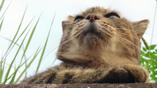 もふもふ過ぎる猫様のあざとい夕涼み もふもふ過ぎる猫様のあざとい夕涼み 猫,キジトラ,寝そべるの写真素材