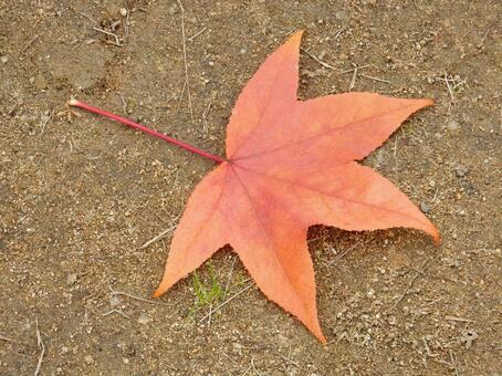 【風景写真】晩秋の風景 落ち葉,植物,季節の写真素材