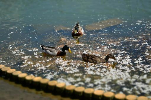 春の池のカモの写真