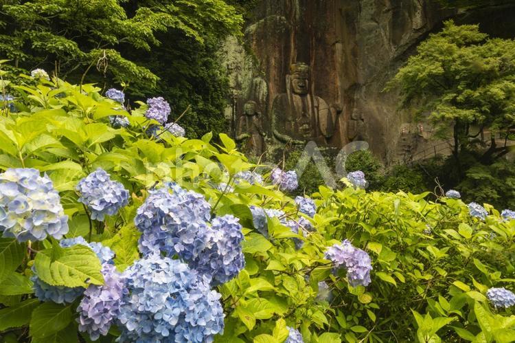 アジサイと磨崖仏_A アジサイ,磨崖仏,紫陽花寺の写真素材
