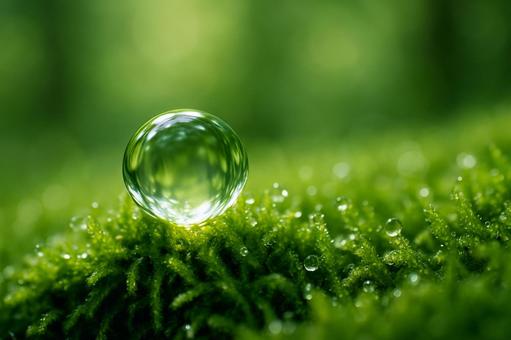 苔朝露水滴マクロ 苔朝露水滴マクロの写真