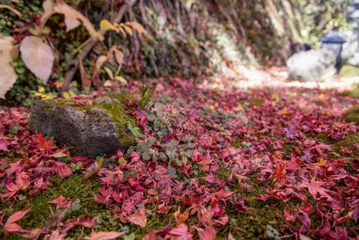 地面一面に広がる鮮やかな赤色の落ち葉 地面一面に広がる鮮やかな赤色の落ち葉の写真
