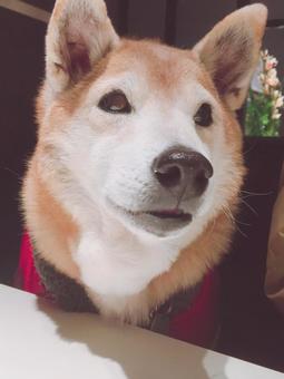 しばいぬ しばいぬの写真