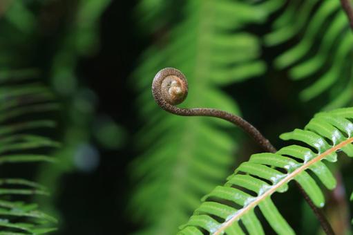 シダ植物 シダ植物,ゼンマイ,葉の写真素材