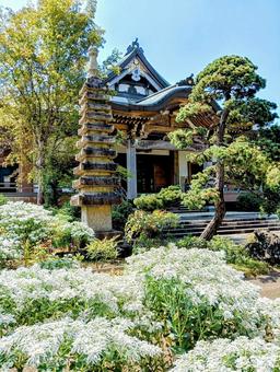 ハツユキソウとお寺 kannonji ハツユキソウとお寺 kannonjiの写真
