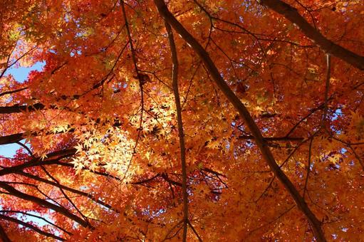 オレンジ色の紅葉 秋の風景 オレンジ色の紅葉 秋の風景 紅葉,オレンジ色,もみじの写真素材