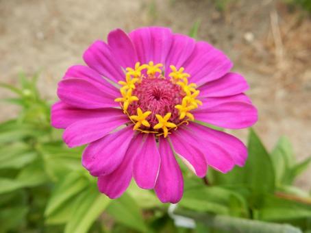 [Flower photo] Zinnia elegans, JPG