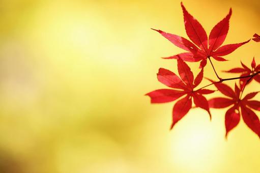 色づく紅葉 色づく紅葉の写真
