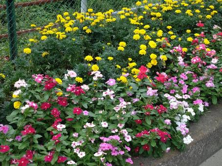 咲き誇る花 咲き誇る花の写真