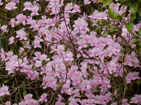 [Flower photo] Mitsuba azalea, JPG