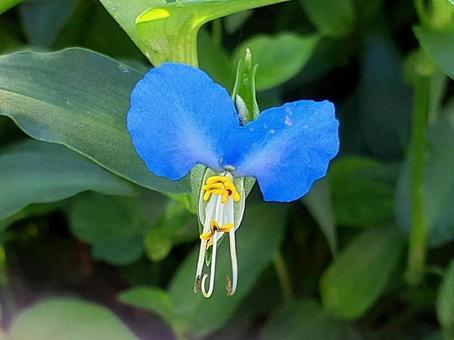晴れの日の露草 晴れの日の露草の写真