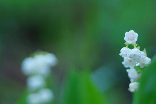 Lily of the valley 11, JPG