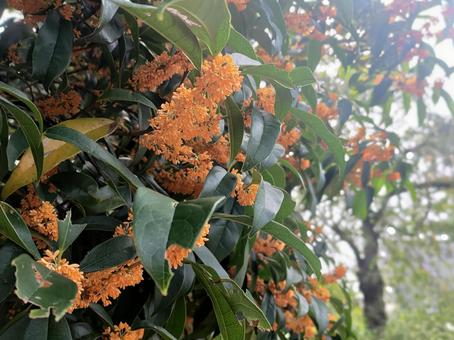 金木犀 金木犀,秋,自然の写真素材