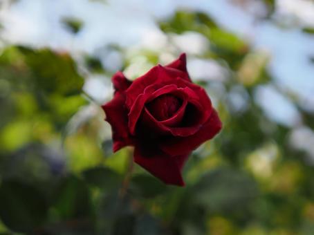バラ園の赤い薔薇を撮影しました バラ園の赤い薔薇を撮影しましたの写真