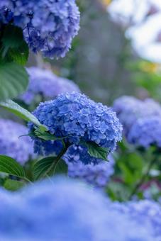 紫陽花 紫陽花の写真