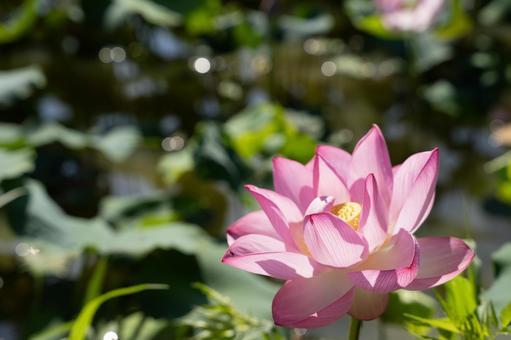 蓮の花 蓮の花 蓮の花,ハスの花,花の写真素材