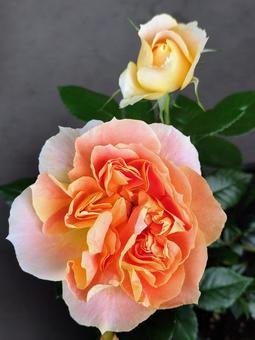 Photo, rose, lantern citroille, drew, 