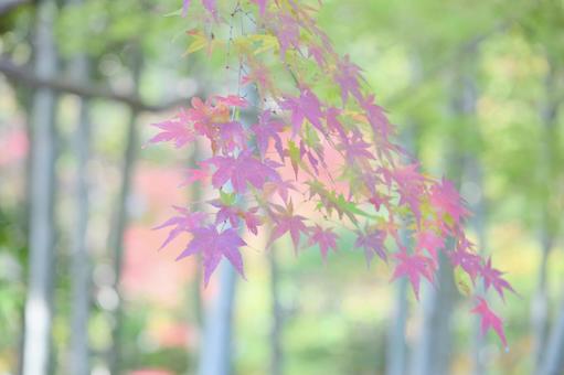 竹林の中の紅葉 紅葉,モミジ,秋の写真素材