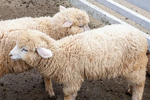 Photo, sheep, not, lamb, 