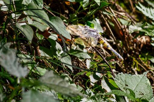 シオカラトンボ（メス）⒅の写真