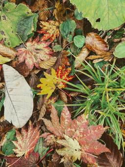 落ち葉 落ち葉 落ち葉,秋,磐梯山の写真素材