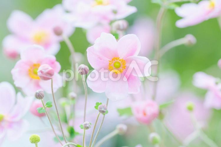 淡いピンクのシュウメイギク シュウメイギク,花,植物の写真素材