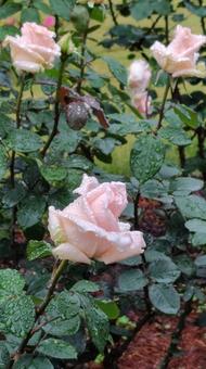 雨上がり、ピンクの薔薇 雨上がり、ピンクの薔薇 薔薇,バラ,花の写真素材
