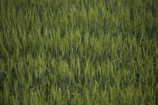 風に揺れる麦の穂 風に揺れる麦の穂 青麦,麦,小麦の写真素材
