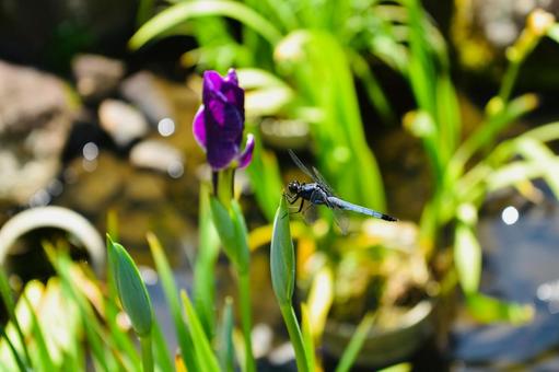 菖蒲の蕾に止まったシオカラトンボ 菖蒲の蕾に止まったシオカラトンボの写真