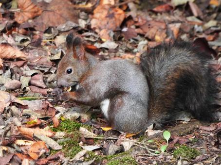 北海道に生息の可愛いエゾリス エゾリス,リス,栗鼠の写真素材
