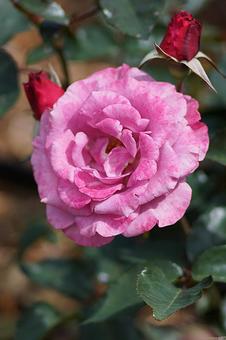Aramaki Rose Garden 201 Love Potion, JPG