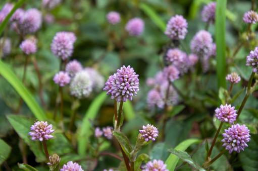 ヒメツルソバの写真