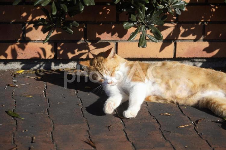 陽だまりの猫 猫,ネコ,catの写真素材