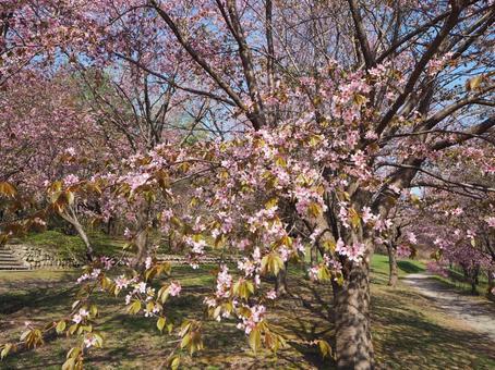 桜 桜の写真