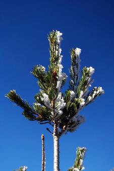 霧氷が付着し冬支度をはじめたモミ 霧氷,樹木,季節の写真素材