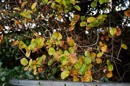 色彩に彩られた冬の葉の写真