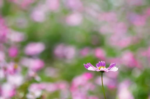 背景ぼかしのピンクのコスモス 背景ぼかしのピンクのコスモスの写真