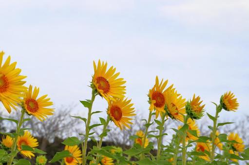 白い雲が覆う空 ひまわり 白い雲が覆う空 ひまわり ひまわり,花,植物の写真素材
