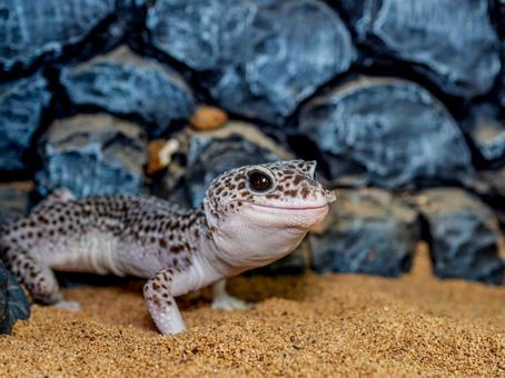 ヒョウモントカゲモドキのアップ ヒョウモントカゲモドキ,レオパ,レオパードゲッコーの写真素材