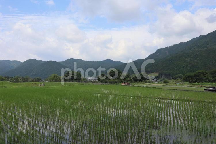水のはった水田と山と民家と空の風景 水,はった,水田の写真素材