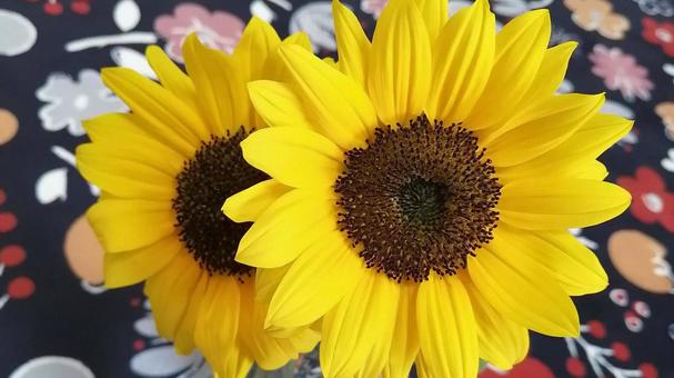 Photo, sunflower, flower, yellow, 