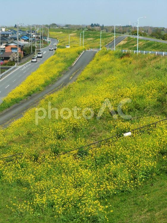土手の斜面に咲く一面の菜の花 菜の花,菜の花畑,満開の写真素材
