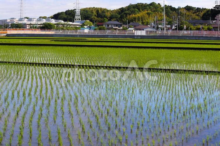 田んぼ1(神奈川県横浜市にて) 田んぼ,稲作,米作りの写真素材