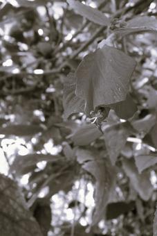 ウナズキヒメフヨウ(頷き姫芙蓉) ウナズキヒメフヨウ(頷き姫芙蓉) 花,ウナズキヒメフヨウ,頷き姫芙蓉の写真素材